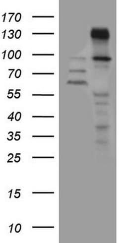 ZNF217 Mouse anti-Human, Clone: OTI2B4, liquid, TrueMAB 100 &mu;L; Unconjugated:Antibodies,