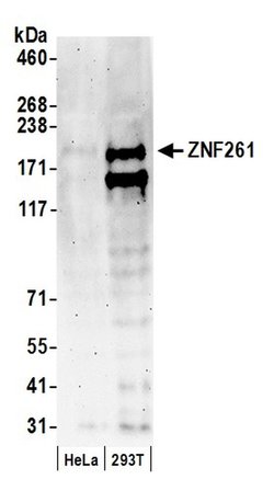 ZNF261 Rabbit anti-Human, Polyclonal, Bethyl Laboratories 100 &mu;L; Unconjugated:Antibodies,