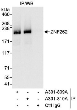 ZNF262 Rabbit anti-Human, Polyclonal, Bethyl Laboratories 10 &mu;L; Unconjugated:Antibodies,