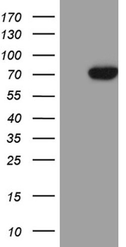 ZNF264 Mouse anti-Human, Clone: OTI10F5, lyophilized, TrueMAB 100 &mu;g;