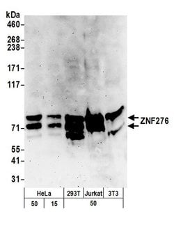 ZNF276 Polyclonal Antibody, Bethyl Laboratories 20 &mu;l; Unlabeled:Antibodies,