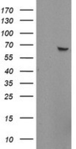 ZNF280A Mouse anti-Human, Clone: OTI2H3, lyophilized, TrueMAB 100 &mu;g;