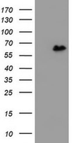 ZNF280A Monoclonal Antibody (OTI3G4), TrueMAB , OriGene 30 &mu;L | Buy Online | Origene Technologies | Fisher Scientific