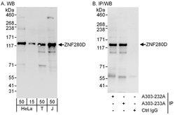 ZNF280D Rabbit anti-Human, Polyclonal, Bethyl Laboratories 100 &mu;L; Unconjugated:Antibodies,