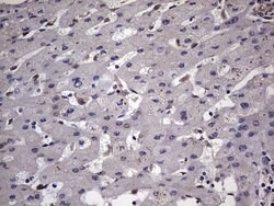 ZNF286A Monoclonal Antibody (OTI7D2), TrueMAB , OriGene 100 &mu;L; Unconjugated:Antibodies,