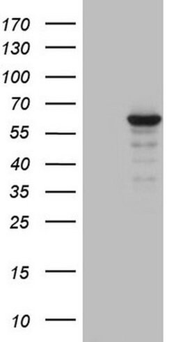 ZNF286A Monoclonal Antibody (OTI3C5), TrueMAB , OriGene:Antibodies:Primary