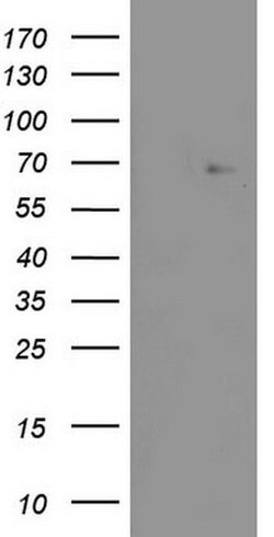 ZNF286A Monoclonal Antibody (OTI7D2), TrueMAB , OriGene 100 &mu;L; Unconjugated:Antibodies,