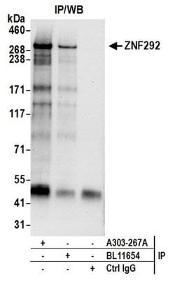 ZNF292 Rabbit anti-Human, Polyclonal, Bethyl Laboratories 100 &mu;L; Unconjugated:Antibodies,