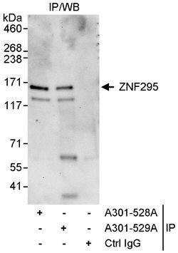 ZNF295 Rabbit anti-Human, Polyclonal, Bethyl Laboratories 100 &mu;L; Unconjugated:Antibodies,