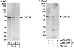 ZNF295 Rabbit anti-Human, Polyclonal, Bethyl Laboratories 100 &mu;l; Unlabeled:Antibodies,