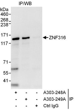 ZNF316 Rabbit anti-Human, Polyclonal, Bethyl Laboratories 100 &mu;L; Unconjugated:Antibodies,