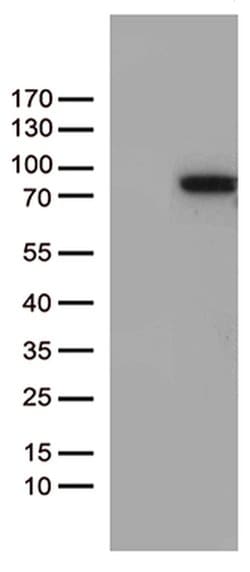 ZNF317 Monoclonal Antibody (OTI3A8), TrueMAB , OriGene:Antibodies:Primary