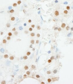ZNF318/TZF Rabbit anti-Human, Polyclonal, Bethyl Laboratories 100 &mu;L;