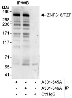 ZNF318/TZF Rabbit anti-Human, Polyclonal, Bethyl Laboratories 100 &mu;L;