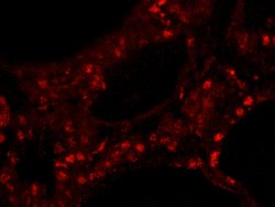 ZNF318/TZF Polyclonal Antibody, Bethyl Laboratories 10 &mu;l; Unlabeled:Antibodies,