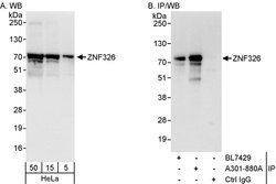 ZNF326 Rabbit anti-Human, Polyclonal, Bethyl Laboratories 100 &mu;l; Unlabeled:Antibodies,