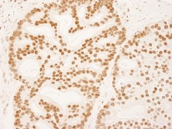 ZNF326 Polyclonal Antibody, Bethyl Laboratories 10 &mu;L; Unconjugated:Antibodies,