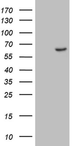 ZNF329 Monoclonal Antibody (OTI9F9), TrueMAB , OriGene:Antibodies:Primary