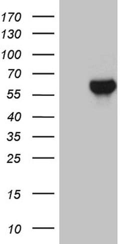 ZNF329 Mouse anti-Human, Clone: OTI6B12, lyophilized, TrueMAB 100 &mu;g | Buy Online | Origene Technologies | Fisher Scientific