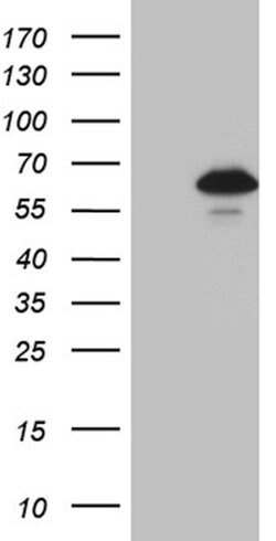 ZNF329 Mouse anti-Human, Clone: OTI2D12, lyophilized, TrueMAB 100 &mu;g;