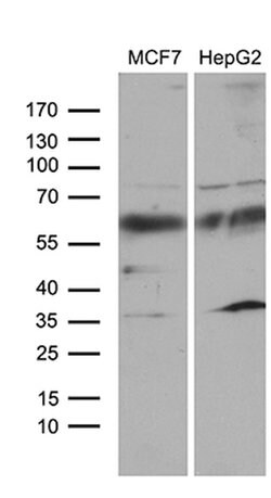 ZNF329 Mouse anti-Human, Clone: OTI2D12, lyophilized, TrueMAB 100 &mu;g;