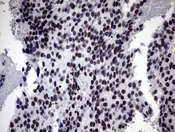 ZNF34 Mouse anti-Human, Clone: OTI3G2, lyophilized, TrueMAB 100 &mu;g;