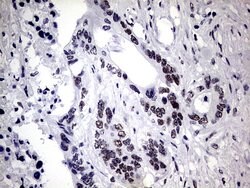 ZNF34 Mouse anti-Human, Clone: OTI3G2, lyophilized, TrueMAB 100 &mu;g;
