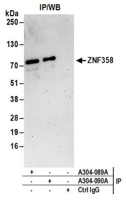 ZNF358 Rabbit anti-Human, Polyclonal, Bethyl Laboratories 10 &mu;L; Unconjugated:Antibodies,
