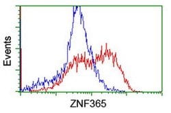 ZNF365 Monoclonal Antibody (OTI8G7), TrueMAB , OriGene:Antibodies:Primary
