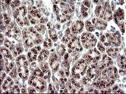 ZNF365 Monoclonal Antibody (OTI9H5), TrueMAB , OriGene 100 &mu;L; Unconjugated:Antibodies,