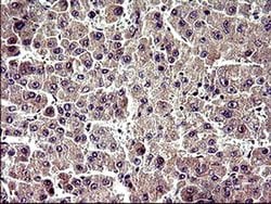 ZNF365 Monoclonal Antibody (OTI9H5), TrueMAB , OriGene 100 &mu;L; Unconjugated:Antibodies,