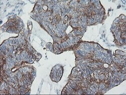 ZNF365 Monoclonal Antibody (OTI4F8), TrueMAB , OriGene 100 &mu;L; Unconjugated:Antibodies,