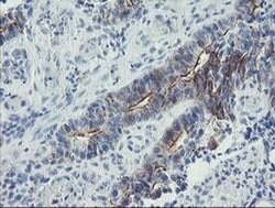 ZNF365 Monoclonal Antibody (OTI4F8), TrueMAB , OriGene 100 &mu;L; Unconjugated:Antibodies,