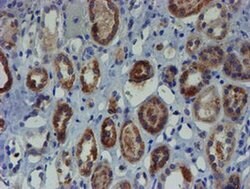 ZNF365 Monoclonal Antibody (OTI2D9), TrueMAB , OriGene 100 &mu;L; Unconjugated:Antibodies,