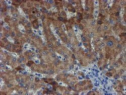 ZNF365 Monoclonal Antibody (OTI2D9), TrueMAB , OriGene:Antibodies:Primary