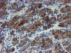 ZNF365 Monoclonal Antibody (OTI2D9), TrueMAB , OriGene 100 &mu;L; Unconjugated:Antibodies,