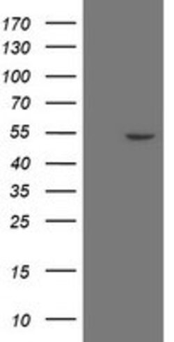 ZNF365 Mouse anti-Human, Clone: OTI8G7, lyophilized, TrueMAB 100 &mu;g;