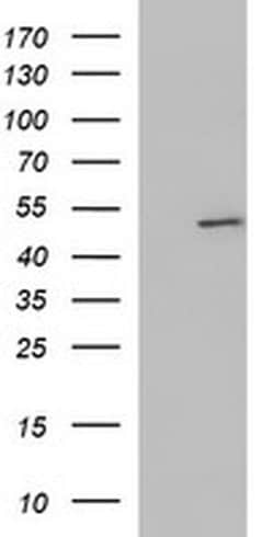 ZNF365 Monoclonal Antibody (OTI9H5), TrueMAB , OriGene 100 &mu;L; Unconjugated:Antibodies,