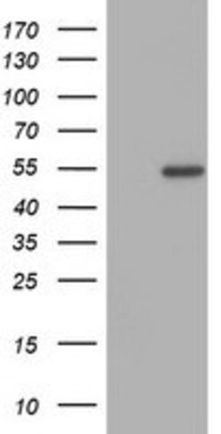 ZNF365 Mouse anti-Human, Clone: OTI3B1, lyophilized, TrueMAB 100 &mu;g;