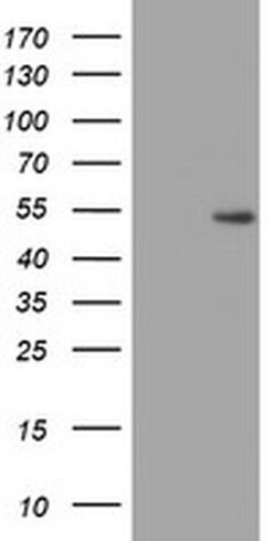 ZNF365 Monoclonal Antibody (OTI4F8), TrueMAB , OriGene 100 &mu;L; Unconjugated:Antibodies,