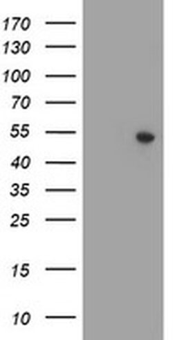 ZNF365 Monoclonal Antibody (OTI2F4), TrueMAB , OriGene 100 &mu;L; Unconjugated:Antibodies,