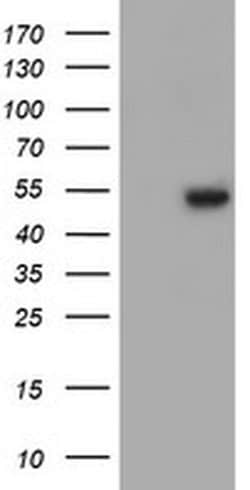 ZNF365 Monoclonal Antibody (OTI4E9), TrueMAB , OriGene:Antibodies:Primary