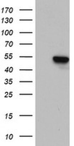 ZNF385B Monoclonal Antibody (OTI1B3), TrueMAB , OriGene 100 &mu;L; Unconjugated:Antibodies,