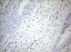 ZNF394 Monoclonal Antibody (OTI1A8), TrueMAB , OriGene 100 &mu;L; Unconjugated:Antibodies,