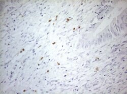 ZNF394 Monoclonal Antibody (OTI1H10), TrueMAB , OriGene 100 &mu;L | Buy Online | OriGene | Fisher Scientific