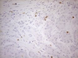 ZNF394 Monoclonal Antibody (OTI1H10), TrueMAB , OriGene 100 &mu;L | Buy Online | OriGene | Fisher Scientific