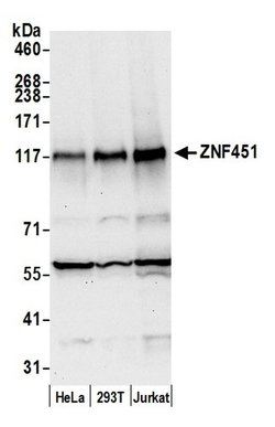 ZNF451 Polyclonal Antibody, Bethyl Laboratories:Antibodies:Primary Antibodies