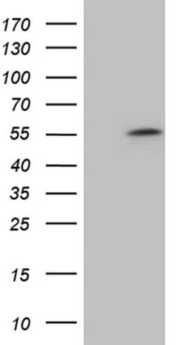 ZNF454 Monoclonal Antibody (OTI2G4), TrueMAB , OriGene 100 &mu;L; Unconjugated:Antibodies,
