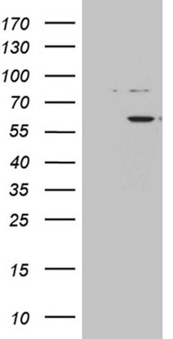 ZNF454 Monoclonal Antibody (OTI7C4), TrueMAB , OriGene:Antibodies:Primary