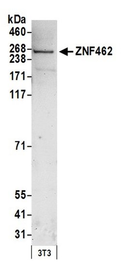 ZNF462 Rabbit anti-Human, Mouse, Polyclonal, Bethyl Laboratories 100 &mu;L;